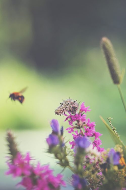 Flying bumblebee and summer flowers